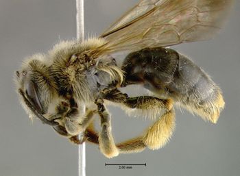 Media type: image;   Entomology 609468 Aspect: habitus lateral view